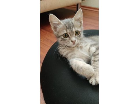 2.5 aylık kedimiz şansa yuva olabilir misiniz?