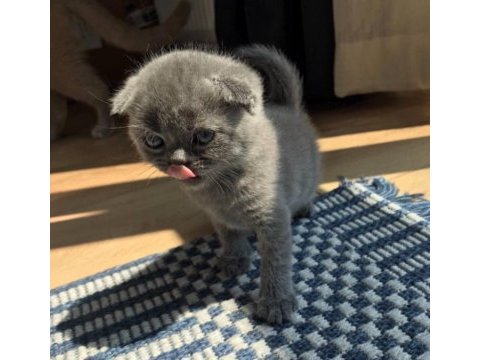 Scottish fold shorthair yavru acil sahiplenici lazım