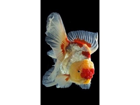 Baby face oranda japonlar fethiyeden tüm sehirlere