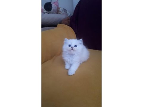 British longhair safkan disi erkek yavrularimiz