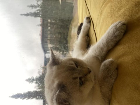 Dişi kedimiz için aynı cins erkek kedi arıyorum