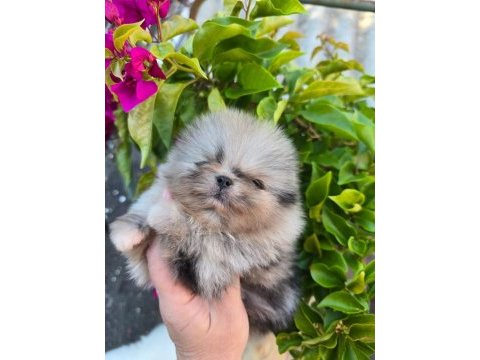 Pomeranian boo micro erkek full şecereli