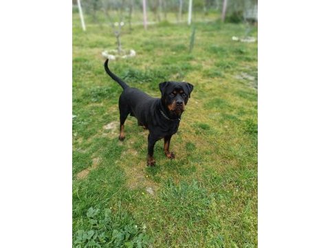 A kalite dişi rottweiler