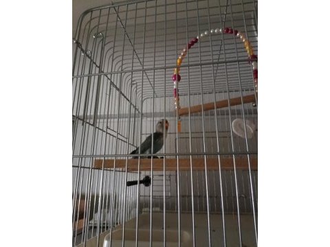 Cennet sevda papağanı 9 12 aylık
