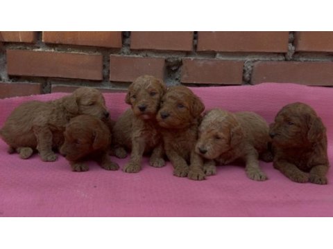 Dişi erkek toy poodle bebeklerimiz
