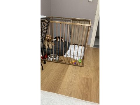 2.5 aylık toy poodle