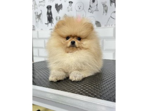 Safkan orjinal ayı surat pomeranian boo yavrular