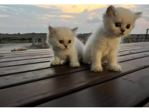 Lynx british shorthair yavrularımız