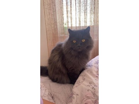 7 yaşında british longhair