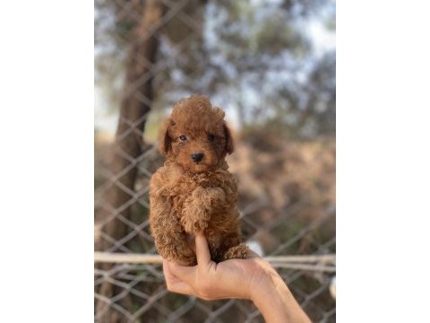 Siyah kırmızı erkek ve dişi poodle yavrularımız