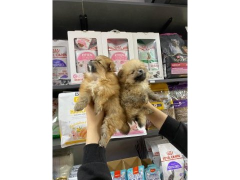 Dişi sevimli pomeranian bebekler