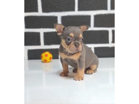 Egzotik renk french bulldog bebeklerimiz
