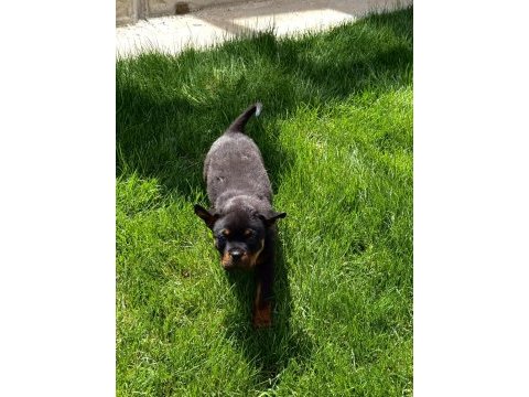 Aşıları full rottweiler yavrular