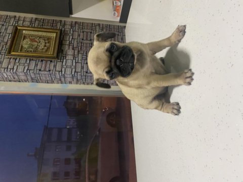 Pug yavrum gül kuyruk kuyruk