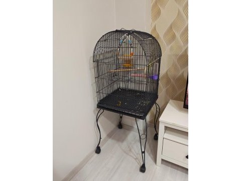 4 aylık yavru sultan papağanı ele alışkın sağlıklı