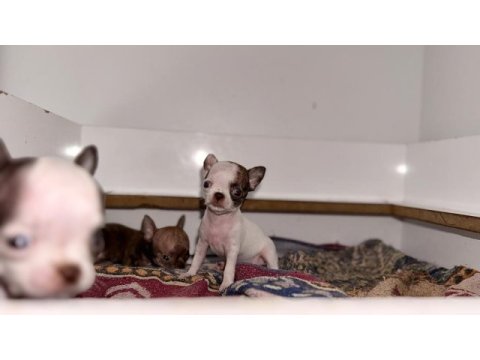 Xs teacup orjinal chihuahua bebekler