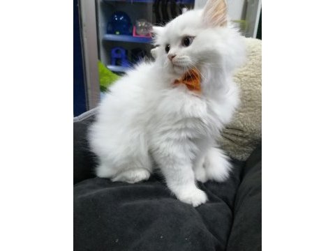 British longhair erkek beyaz yavru