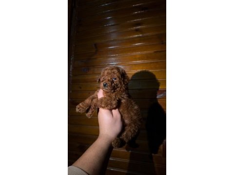 Redbrown toypoodle 