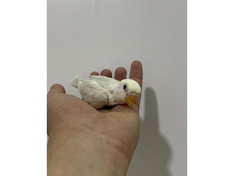El besleme yavru cennet sevda papağanlar