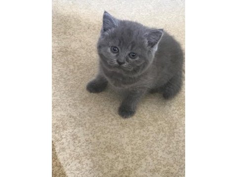 Scottish fold ve straight