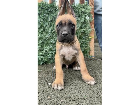 60 günlük cane corso yavrular