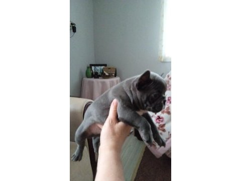 Blue french bulldog