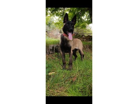 Ful maske güzellik abidesi safkan 4 aylık malinois yavrum