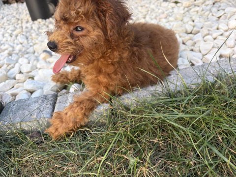 Uygun teacup dişi aşılı poodle