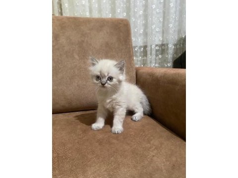 Dişi ve erkek british longhair bebeklerimiz