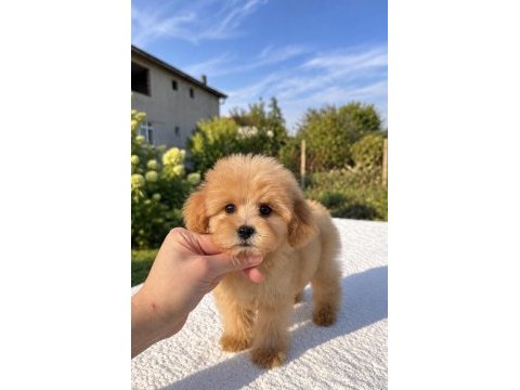 Maltipoo biblo erkek