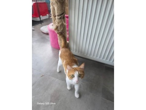 Dişi kedilerimizi sahiplendiriyoruz