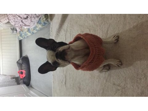 Güzel french bulldog kızıma yuva arıyoruz