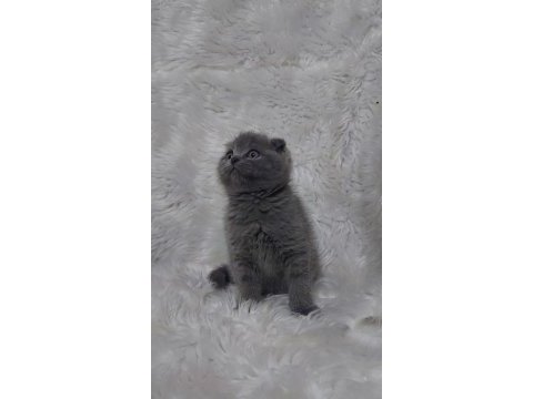 Ayı surat scottish fold yavrular