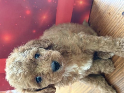 Maltipoo uavruları