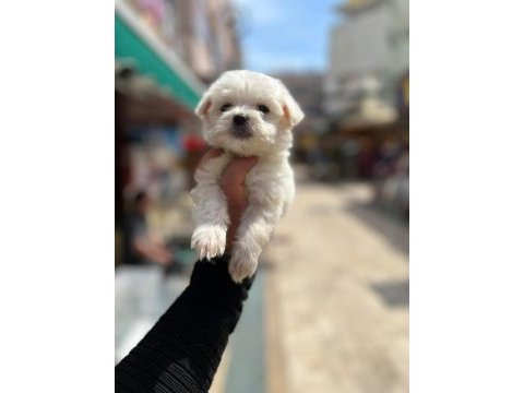 Maltese yavrularımız hazırdır