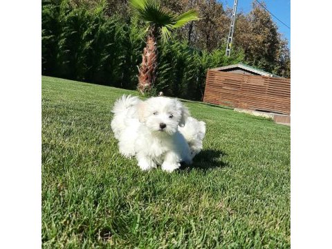 Maltese terrıer yavruları