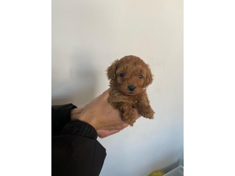 Tatlı toy poodle bebeklerim