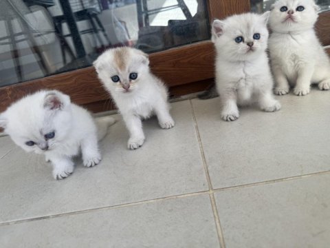 Anne baba şecereli dışı ve erkek yavrular