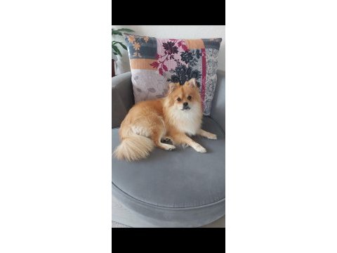 Pomeranian spitz 2 yaşında