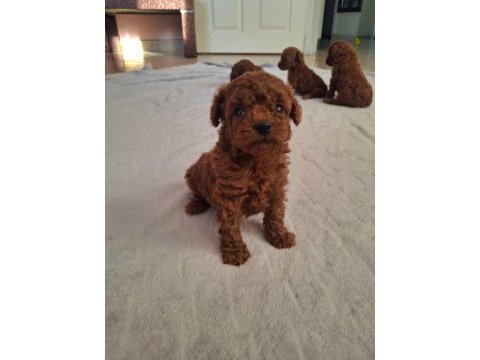 Red brown toy poodle yavrular