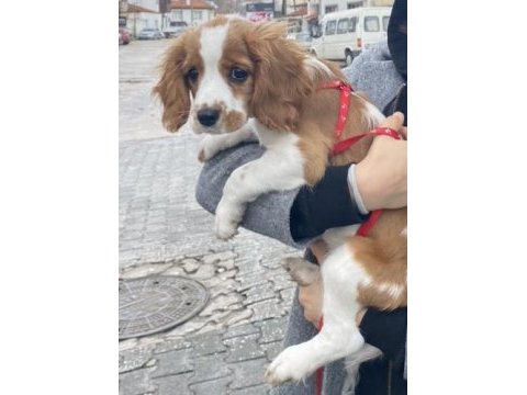 Cavalier king charles erkek köpeğimiz