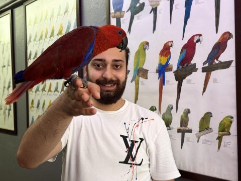 Mikro çipli belgeli evcil kırmızı eclectus papağanımız