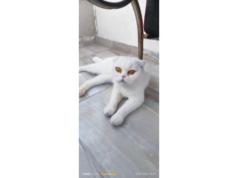 Acil sahiplendirilecek dişi scottish fold