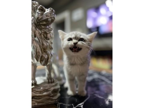 Saf kan silver british shorthair