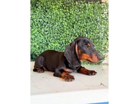 Choco tan ve black tan dachshund yavrular