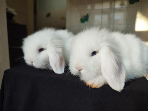 Orjinal hollanda lop tavşanı bebişler
