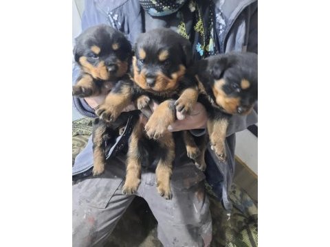 Macar rottweiler