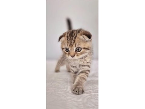 18 nisan doğumlu scottish fold erkek