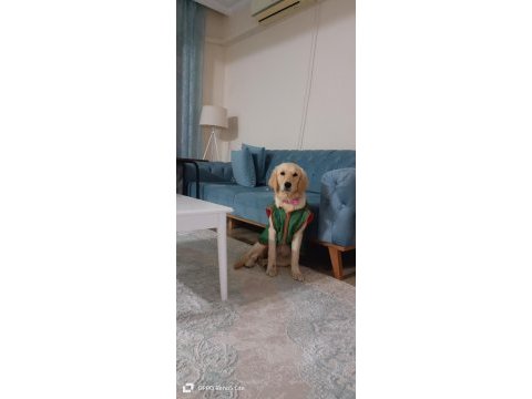 Saf golden retriever