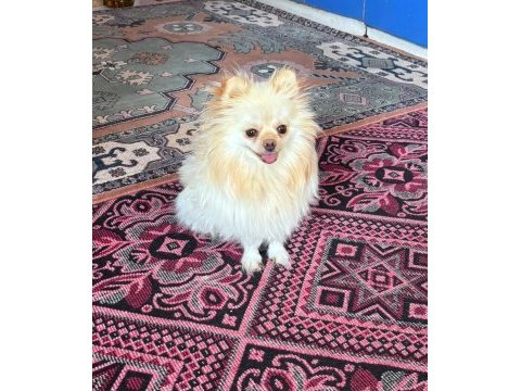 2 yaşında dişi pomeranian yer denizli